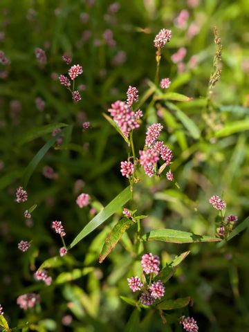 27196 Co Hwy 21, Detroit Lakes, MN 56501