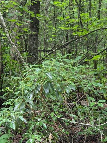 00 Chopped Oak Road, Ellijay, GA 30540