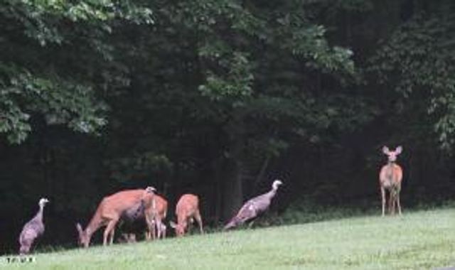 379 Hideaway Farm Road, Piney Flats, TN 37686