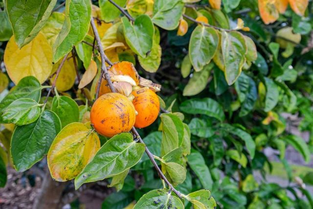 1009 Miramontes Street, Half Moon Bay, CA 94019