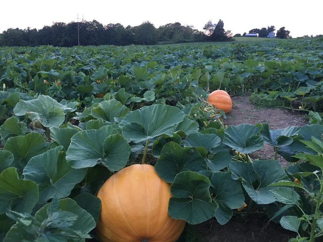 4160 Lexington Road, Harrodsburg, KY 40330