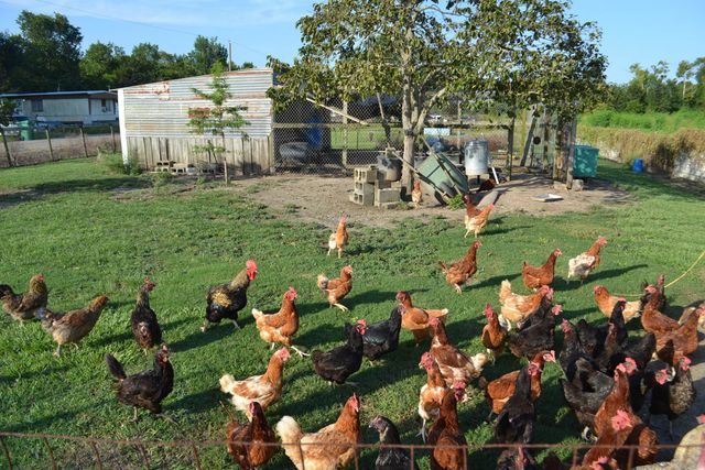 256 E 25th Place, Larose, LA 70373