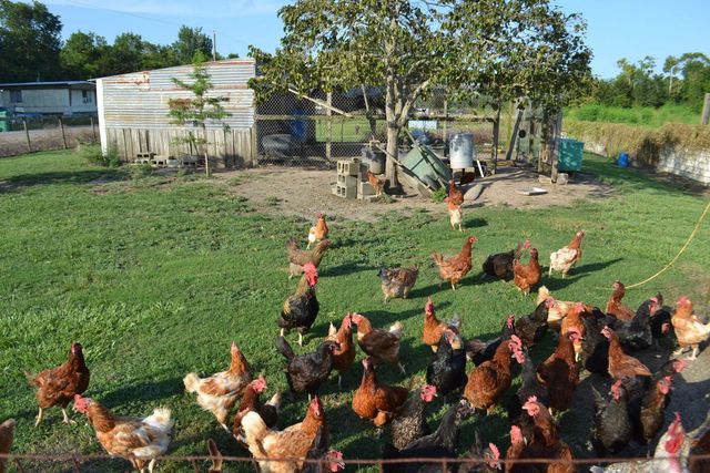 256 E 25th Place, Larose, LA 70373