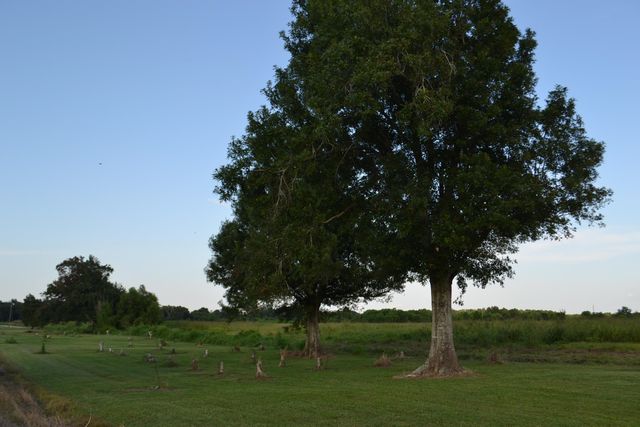 256 E 25th Place, Larose, LA 70373