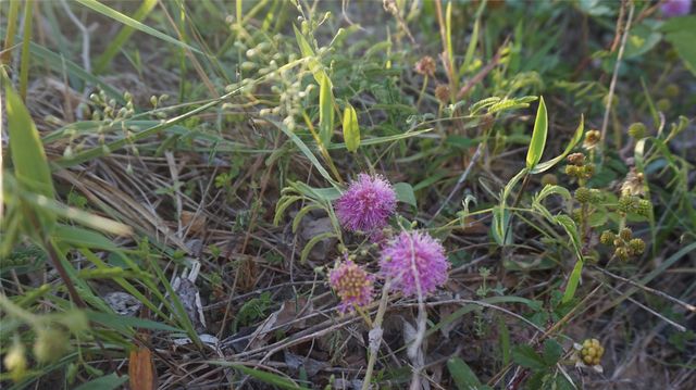 TBD Lot 1 Adams Road, Sherman, TX 75090