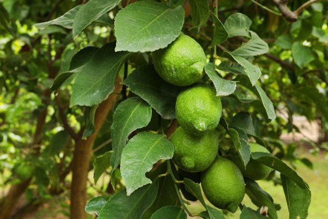 6371 Mulberry Ln, Stockton, CA 95212