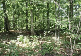 9 Mattingly, Wappapello, MO 63966