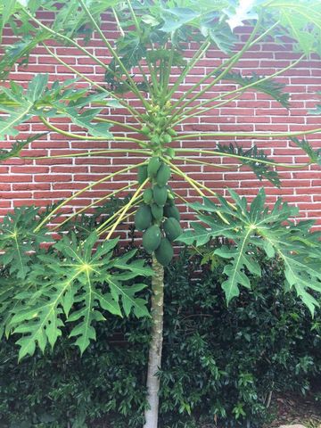 6609 Scribner Road, Houston, TX 77074