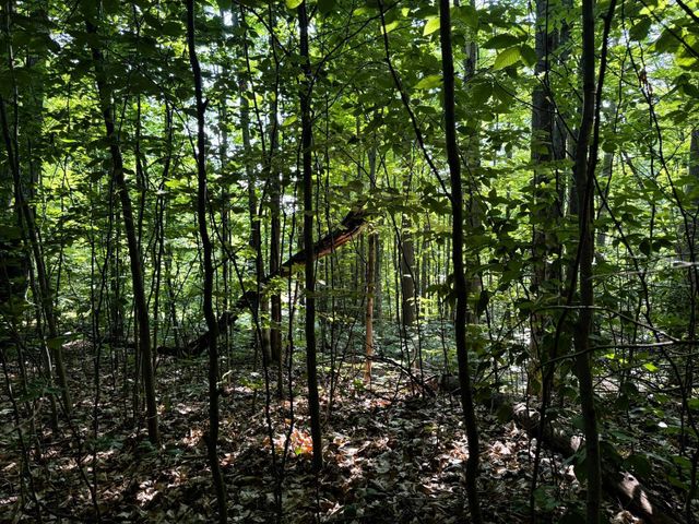 13218 NE Heller Court, Kalkaska, MI 49646