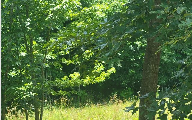 24 Mountain Knoll Lane, Warne, NC 28909