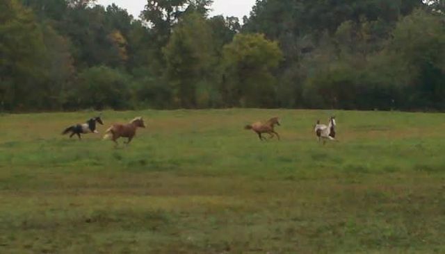 395 Good Hope Rd, Leoma, TN 38468