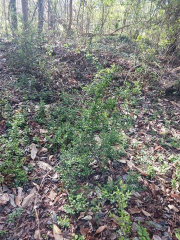 000 158 Lane, Dunnellon, FL 32024