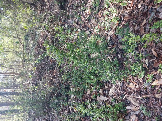 000 158 Lane, Dunnellon, FL 32024
