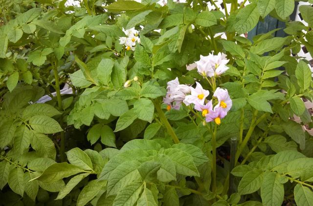 9719 Gary Dr, Browns Valley, CA 95918