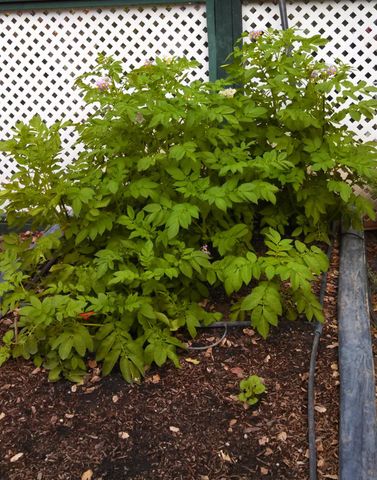 9719 Gary Dr, Browns Valley, CA 95918