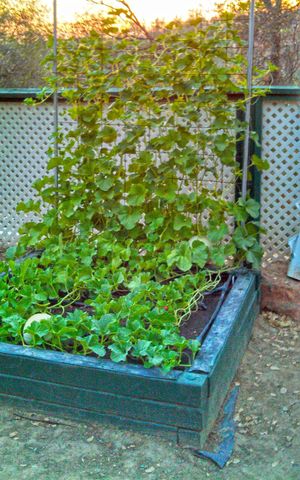 9719 Gary Dr, Browns Valley, CA 95918