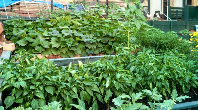 9719 Gary Dr, Browns Valley, CA 95918