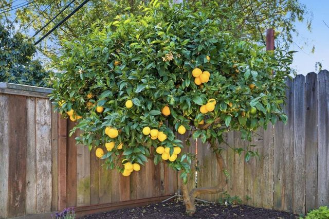 756 Cornell Drive, Santa Clara, CA 95051