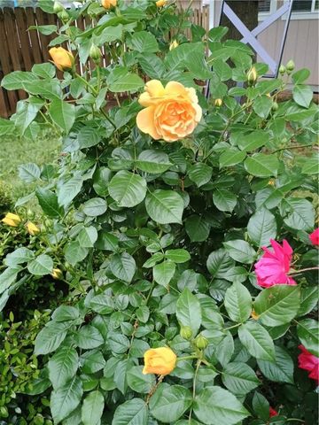 3236 W Westbury Street, Fayetteville, AR 72704