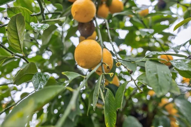 4961 I Pkwy, Sacramento, CA 95823