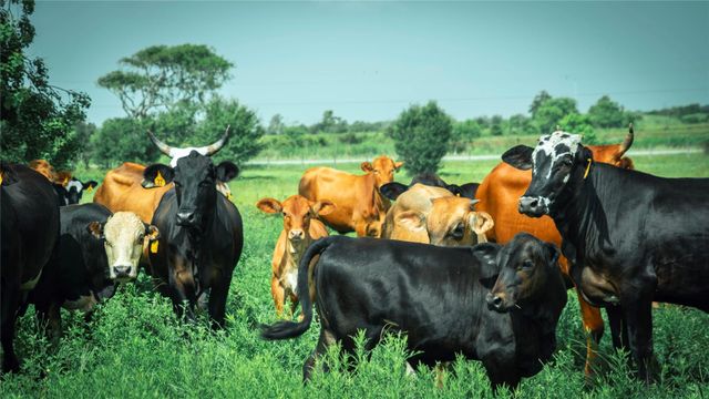 TBD- Big Hill Road, Beaumont, TX 77705