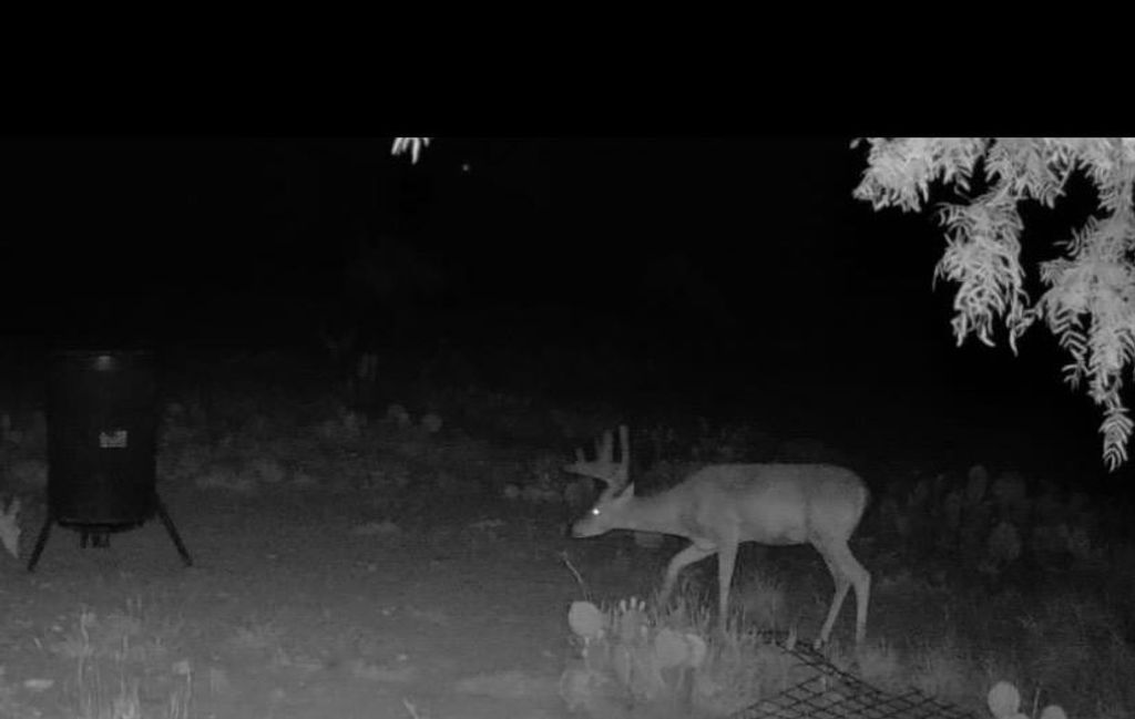 Image 1 of property listing at 0000 FM 1828, Eldorado, TX 78624