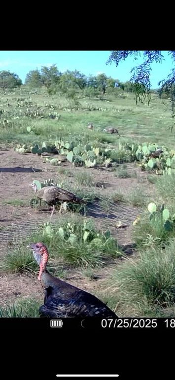 Image 2 of property listing at 0000 FM 1828, Eldorado, TX 78624