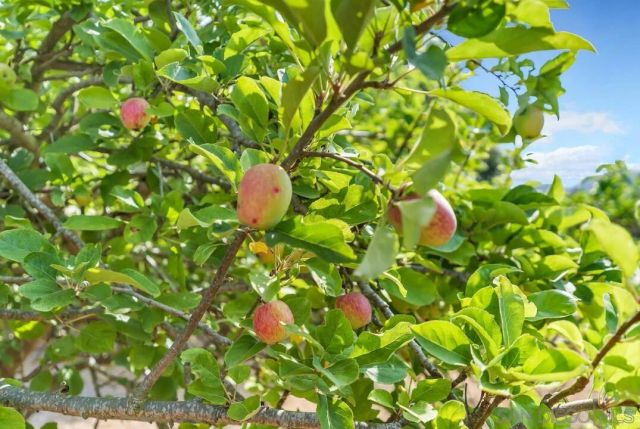 3453 Via Loma Vista, Escondido, CA 92029