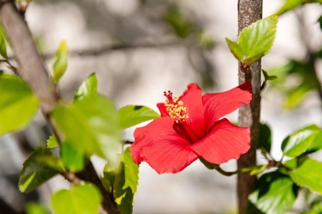 14274 Woodcreek Rd, Poway, CA 92064