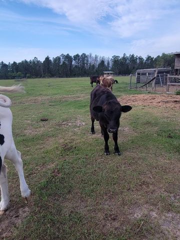 12625 SWEET HILL ROAD, Polk City, FL 33868