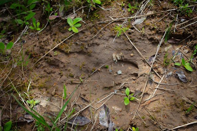 3882 Webb Cemetary Road, Calvert, TX 77837