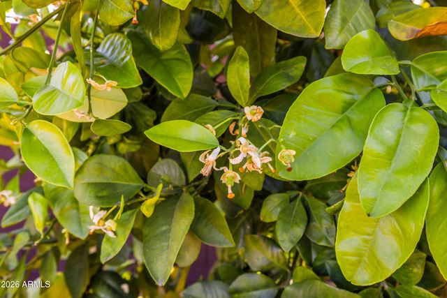 8611 E JENAN Drive, Scottsdale, AZ 85260