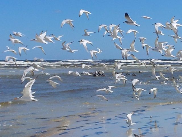 1753 Castile Street, St Augustine, FL 32080