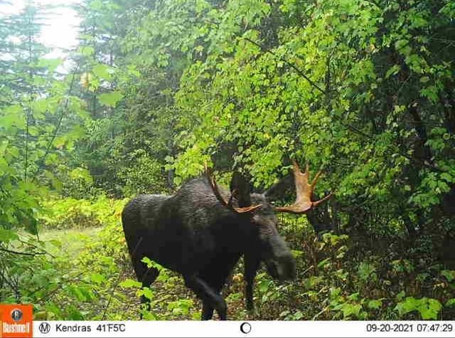 NKA LOOKOUT Rd, Newport, WA 99156