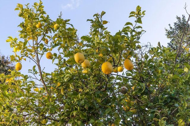 1139 Cornell Ave, Albany, CA 94706