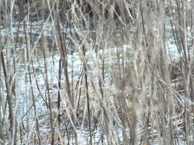 6294 Snail Shell Cave Rd, Rockvale, TN 37153