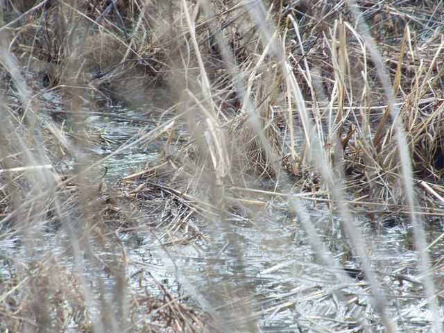 6294 Snail Shell Cave Rd, Rockvale, TN 37153