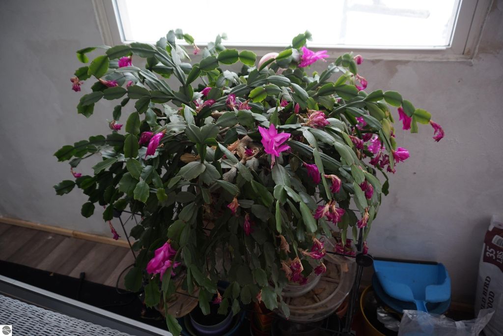 Image 18 of property listing at 6970 Wickert Road, Hale, MI 48739