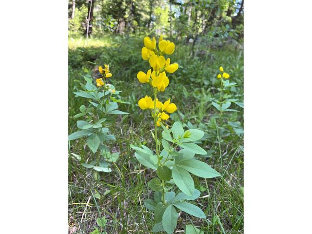 13963 N Trail Cir, Littleton, CO 80127