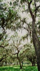 PARKWAY AVENUE, St Cloud, FL 34772