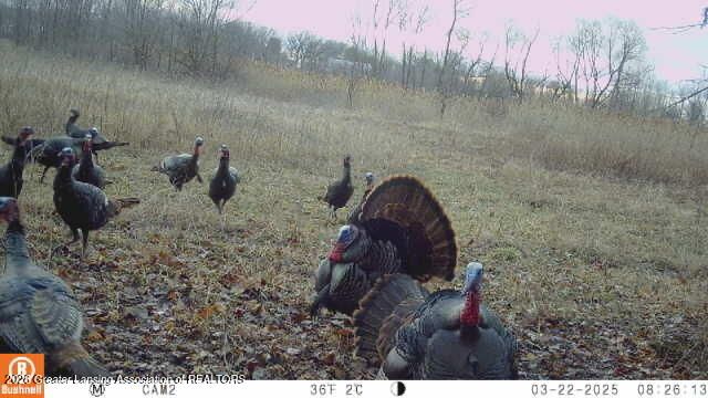 296 S College Road, Mason, MI 48854