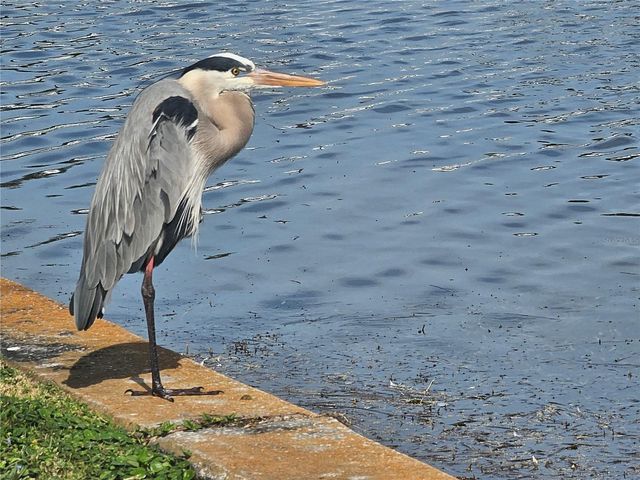 9705 MAINLANDS BOULEVARD W, Pinellas Park, FL 33782