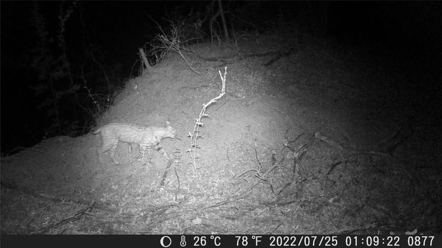 TBD FM 1047, Lometa, TX 76853