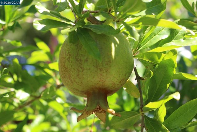 34 Elmwood Dr, San Ramon, CA 94583