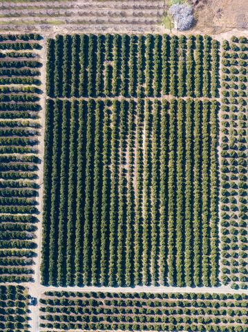 86 Avenue, Terra Bella, CA 93270