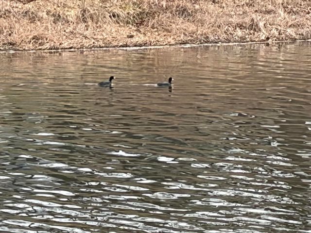 201 Topaz Lane, Horseshoe Bend, AR 72512