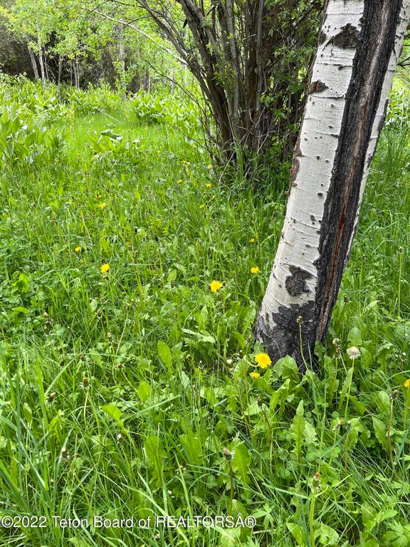 N ALTA Road, Alta, WY 83414 photo 68