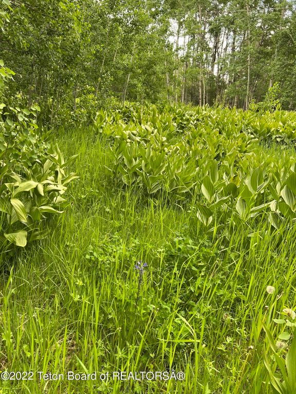 N ALTA Road, Alta, WY 83414 photo 69