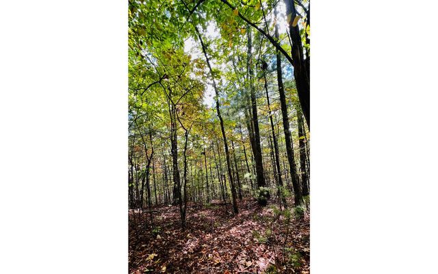 LOT 3 Wild Turkey, Young Harris, GA 30582