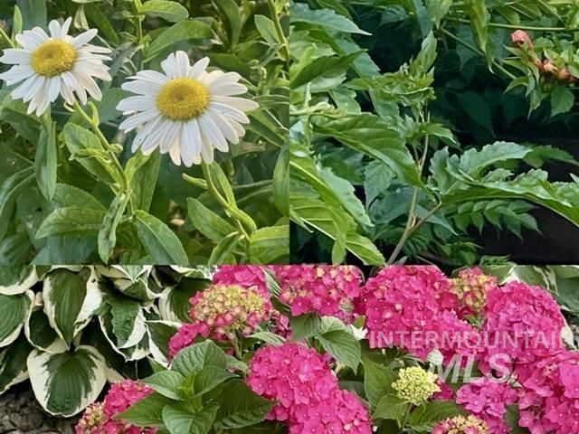 3816 Ringneck Dr, Nampa, ID 83686